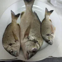فروش ماهی جنوب