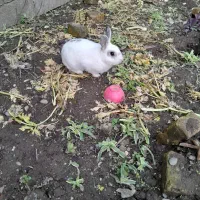 چندتاخرگوش|موش و خرگوش|رودسر, |دیوار