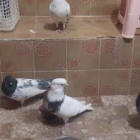 کبوتر درجه یک ب شرط