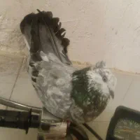 کبوتر کفتر اصفهانی