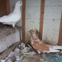کبوتر نر و ماده