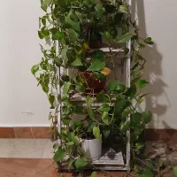 استند چوبی با گلدانهای پوتوس