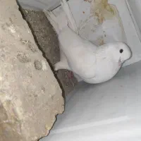 تعدادی کبوتر بزک تهرونی کاشونی شازده پلاکی|پرنده|شهرضا, |دیوار