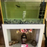 آکواریوم ماهی