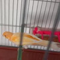 قناری نره وماده