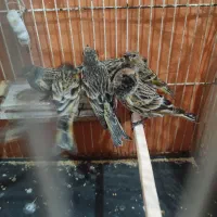 گلبسر جوجه نر