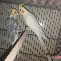 عروس هلندی لوتینو مولد جفت نر و ماده جوجه دادن