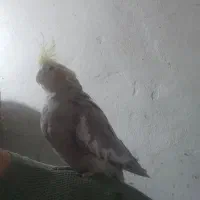 هلندی نر آهویی ابلغ فول دستی سخنگو(حتمامتن بخانید)|پرنده|شاهین‌شهر, شهرک گلدیس|دیوار