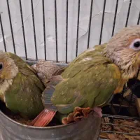 گرینچیک، عروس هلندی، ملنگو