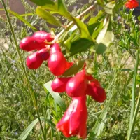 نهال انار محمود آباد ۲ ساله