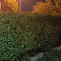 درخت بری ،رایگان قطع،بریدن،هرسکاری اره|خدمات باغبانی و درختکاری|اهواز, پادادشهر|دیوار