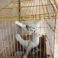 ۲کبوتر آس وخاص عاشق پرواز