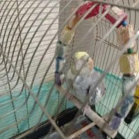 عروس هلندی|پرنده|تهران, وصفنارد|دیوار