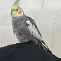 عروس هلندی گم شده محدوده پل کابلی عروسیه