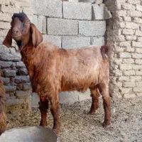 پاچن مناسب برای کشتن