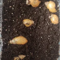 فروش حلزون(مفتِ مفت)