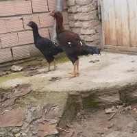 جوجه خروس لاری