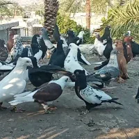 بهبهانی و شهری نرو ماده|پرنده|شیراز, بازار|دیوار