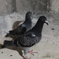 جوجه آلمانی