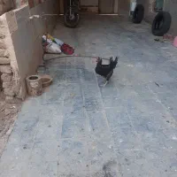 مرغ رسمی سیاه مشکی محلی|حیوانات مزرعه|قم, نیروگاه|دیوار