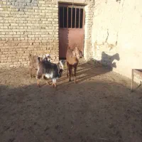 بز بزغاله