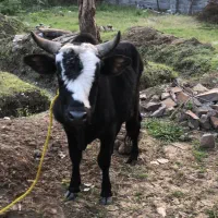 ورزا سیاه بره|حیوانات مزرعه|چالوس, |دیوار