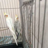 عروس هلندی نر وماده