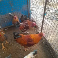 تعداد مرغ خروس رسمی|حیوانات مزرعه|پاکدشت, پارچین|دیوار