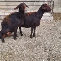 گوسفند ماده|حیوانات مزرعه|لالجین, |دیوار