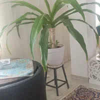 سوسن عنکبوتی|گل و گیاه طبیعی|بم, |دیوار