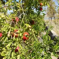 باغ-ویلا-فروشی