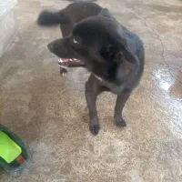 سگ بسیارفقط شناسنامه اش گم شده با چشم های دورنگ