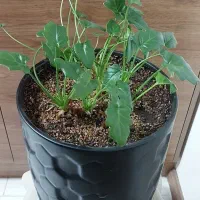 گل آپارتمانی