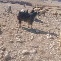 سابرین یا نربز|حیوانات مزرعه|اندیمشک, |دیوار