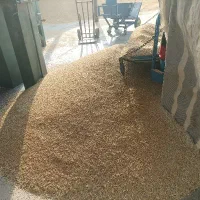 گندم دیم درجه یک