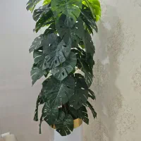 درخت مصنوعی برگ انجیری وارداتی ۲ متری بدون گلدان