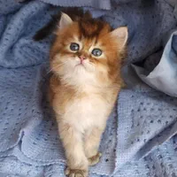 کانال گربه‌های اشرافی (اسکاتیش/پرشین/بریتیش)|گربه|کرمان, |دیوار