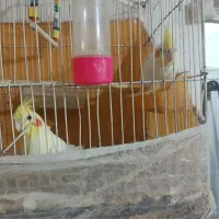 ۲عددعروس هلندی نر