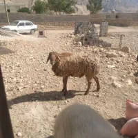 کاوه غوچ چینی