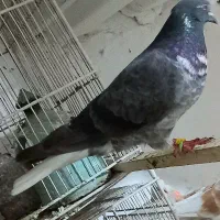 دم سفید مهر.کفترپرشی قاره دم سفی سبزدم سفید|پرنده|تهران, بیسیم|دیوار