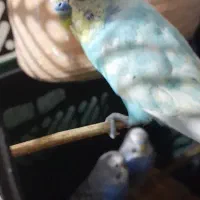 ۵ عدد مرغ عشق نر|پرنده|کنارک, |دیوار