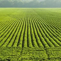 فروش زمین ۲۰۰ هکتار در اطراف حبیب آباد