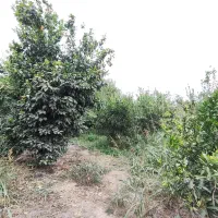 فروش باغچه آماده ساخت 630مترمشاعات‌کامل