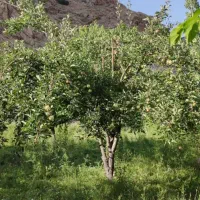 باغ فروشی واقع در روستای مهاباد( فیروزکوه)|فروش دفتر صنعتی، کشاورزی، تجاری|فیروزکوه, |دیوار