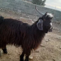 ۸ عدد بزغاله تمام نر|حیوانات مزرعه|مراوه, |دیوار