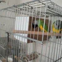 پرنده مولد برافروش سنگال و