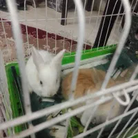 خرگوش تازه علف خوار شده از شیر مادر تغذیه شده|موش و خرگوش|مشهد, انقلاب|دیوار