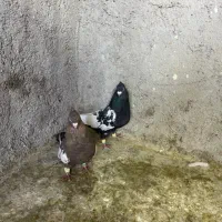 کفتر سینه|پرنده|شیراز, بازار|دیوار
