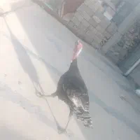 بوقلمون