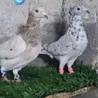 نروماده سار کاکلی عطیقه|پرنده|مشهد, کوی المهدی|دیوار